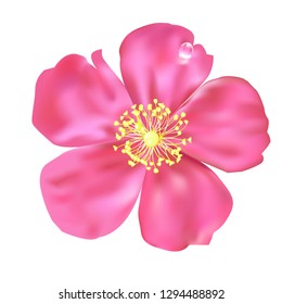 Pink flower with water drop