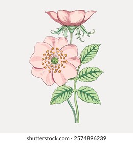 Pink flower wild rose sticker, vector element. Pink wild rose floral plant. Vintage pink botanical flower art drawing illustration, old painting art print of pink flower.