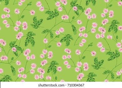 Pink flowering Mimosa pudica