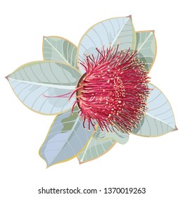 Rosa Blütensilberblatt Eukalyptus realistische Vektorgrafik