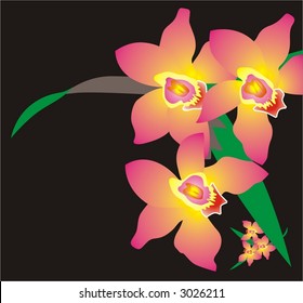 Pink Flowers