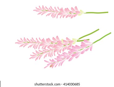 pink flowers branch  for object or background