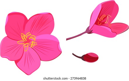 Pink flowers and bud