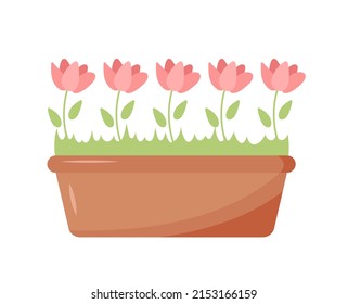 Pink flowers growing in pot. Houseplants in rectangle shaped flowerpot. Home and office interior decoration. Flat vector illustration isolated on white background