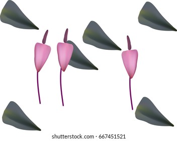 Pink flowers and leaves on a white background.