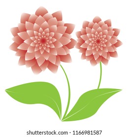Pink flowers on a white background