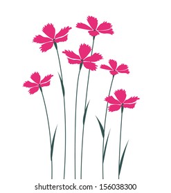 Pink flowers on a white background