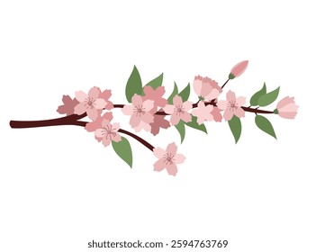 Pink flowers on white background. Spring sakura branch. Element on white background. Design for on card, invitation.
