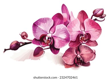 Pink flowers orchid on a white background vector art 