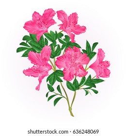 Pink flowers rhododendron twig with leaves mountain shrub vintage hand draw vector illustration