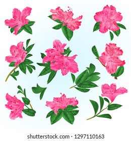 Pink  flowers rhododendrons and leaves  mountain shrub on a blue background  vintage vector illustration editable hand draw