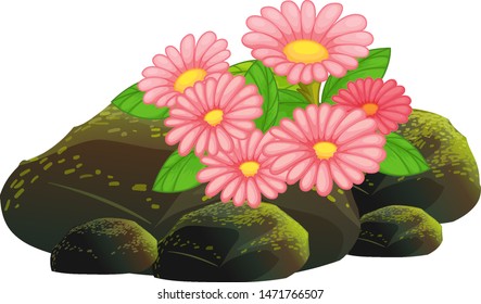 Pink flowers and rocks on white background illustration