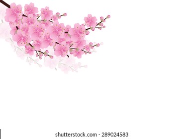 Pink  flowers Spring background sakura , cherry blossom white with copy space isolated on white background