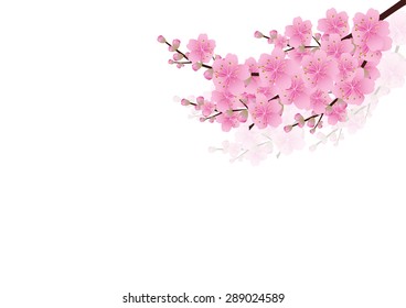 Pink  flowers Spring background sakura , cherry blossom ,white with copy space,isolated on white background