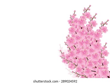 Pink  flowers Spring background  sakura , cherry blossom  white with copy space isolated on white background