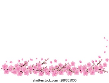 Pink  flowers Spring background  sakura  cherry blossom ,white copy space isolated on white background, flowers corner border vector illustration