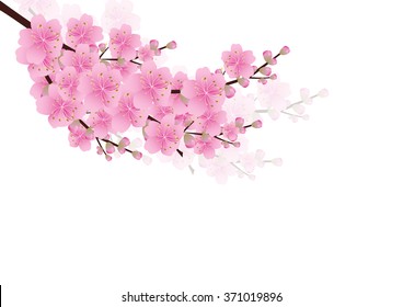 1,262 Cherry blossom corner Stock Vectors, Images & Vector Art ...