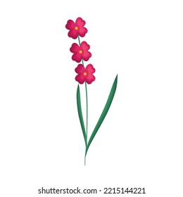 pink flowers stem on white background