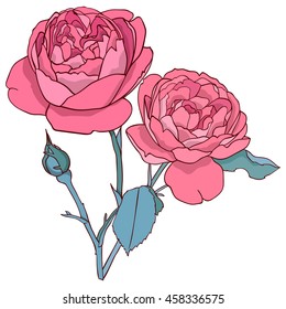 Pink flowers vector illustration on a white background.