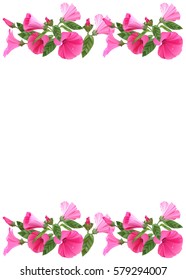 Pink flowers. Vector illustration on white background for greeting card, poster or leaflet.