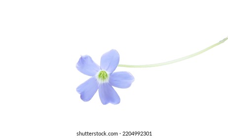 pink flowers vector on a white background