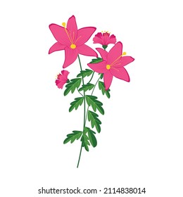 pink flowers and  white background