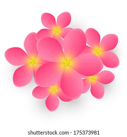 Pink flowers for Your design