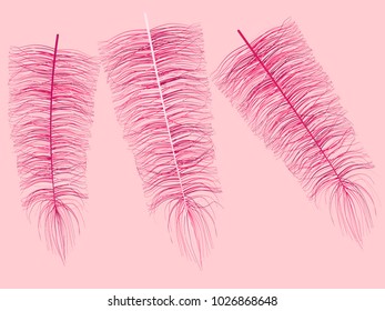 Pink Fluff. Beautiful Hand Drawn Feathers Isolated. Fluff for Wallpaper, Illustration, Carnival, Masquerade, Invitation, Paper, Textile. Decoration Element for Your Design.
