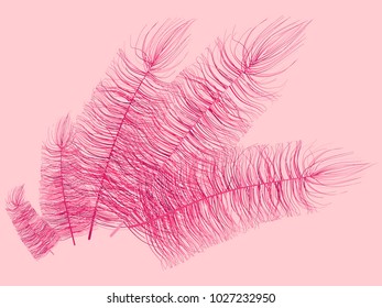 Pink Fluff. Beautiful Hand Drawn Feathers Isolated. Fluff for Wallpaper, Illustration, Carnival, Masquerade, Invitation, Paper, Textile. Decoration Element for Your Design.