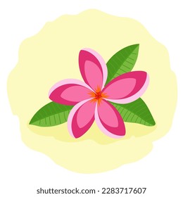 Pink frangipani flower or plumeria. Beautiful tropical flower, flat vector illustration.