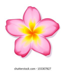 Pink Frangipani Plumeria flower