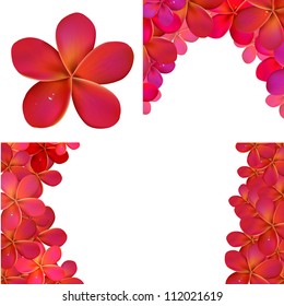 Pink Frangipani Set For Design, Vector Illustration