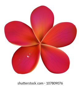 Pink Frangipani With Water Drops, Isolated On White Background, Vector Illustration