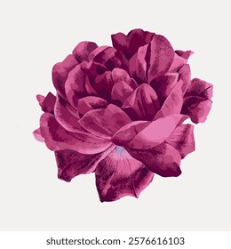 Pink French rose watercolor flower, vintage vector element. Pink botanical flower floral vintage illustration. Pink flower art drawing illustration, vector botanical artwork.