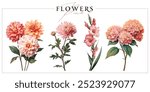 Pink garden flowers isolated on a white background. Vintage painting style illustration.