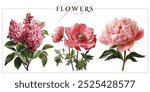 Pink garden flowers isolated on a white background. Vintage painting style illustration.	