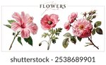 Pink garden flowers isolated on a white background. Vintage painting style illustration.