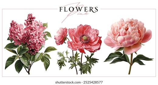 Pink garden flowers isolated on a white background. Vintage painting style illustration.	