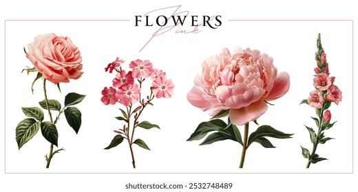 Pink garden flowers isolated on a white background. Vintage painting style illustration.