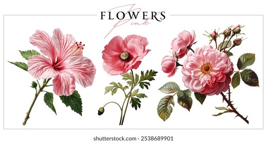 Pink garden flowers isolated on a white background. Vintage painting style illustration.