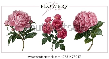 Pink garden flowers isolated on a white background. Vintage painting style illustration.