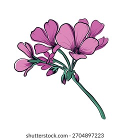 Rosa Geranium Blume Cluster botanische Illustration