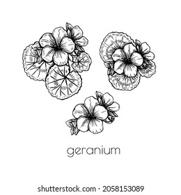 Pink geranium flower set sketch in vintage style on white background. Ffloral illustration. Nature beautiful vector hand drawn floral design.