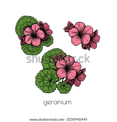 Pink geranium flower set sketch in vintage style on white background. Ffloral illustration. Nature beautiful vector hand drawn floral design. Stock photo © 