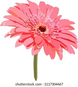 Pink gerber flower vector illustration