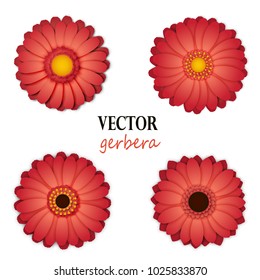 Pink gerbera collection
