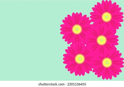 Pink gerbera daisy flowers on aqua blue background.