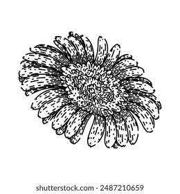 rosa gerbera daisy dibujado a mano. color primavera, verano floral, ramo pétalo rosa gerbera daisy Vector sketch. ilustración aislada negro