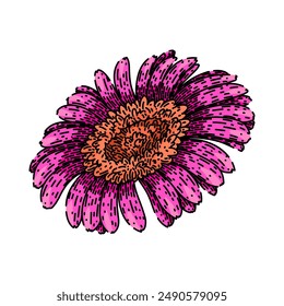 pink gerbera daisy hand drawn. color spring, summer floral, bouquet petal pink gerbera daisy vector sketch. isolated color illustration