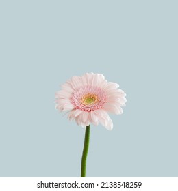 Pink Gerbera flower isolated on a blue background. vector illustration